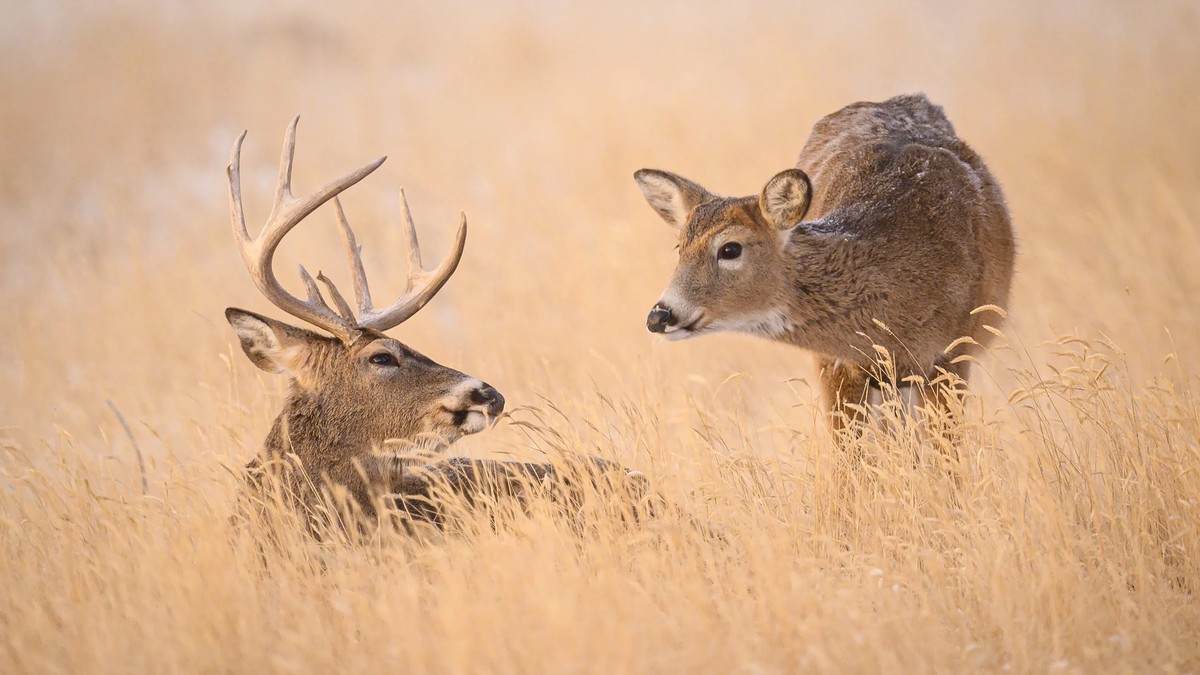 South Carolina Deer Hunt